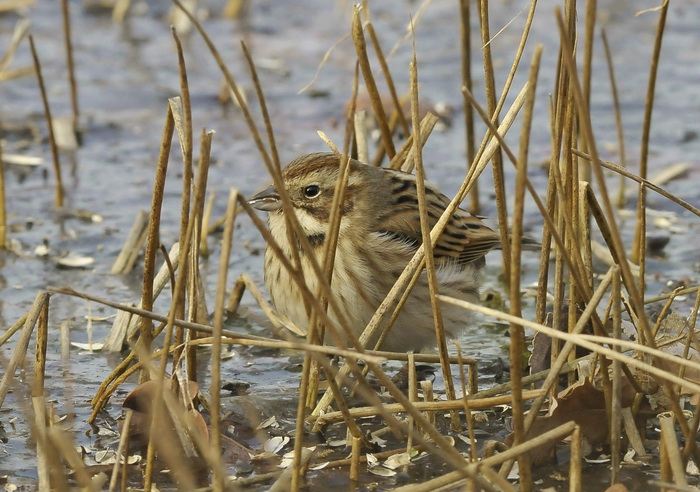 Migliarino di Palude - Emberiza schoeniclus